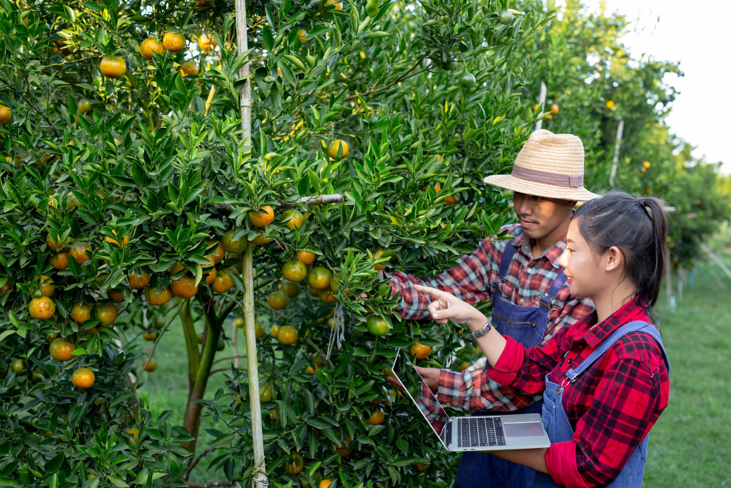 young-farmers-are-collecting-orange-scaled